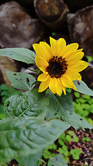 Image showing Small blooming sunflower.