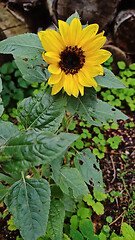 Image showing Small blooming sunflower.