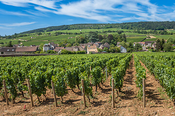 Image showing View of in the vineyard in Burgundy Bourgogne home of pinot noir and chardonnay in summer day with blue sky. Cote d\'Or