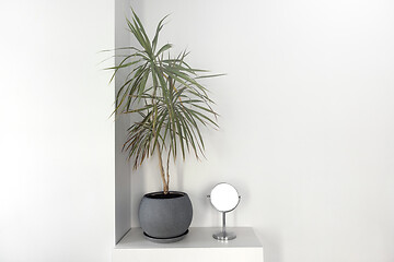 Image showing Home interior bush dracaena and mirror