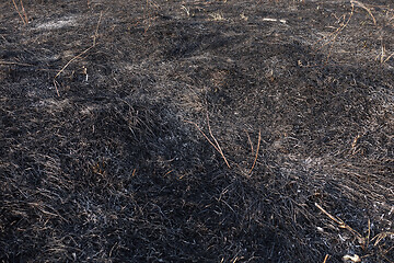 Image showing Forest Fire Aftermath