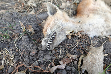 Image showing Dead fox after the forest fire