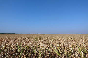 Image showing Corn field with blue sky