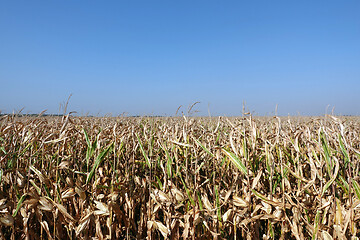 Image showing Corn field with blue sky