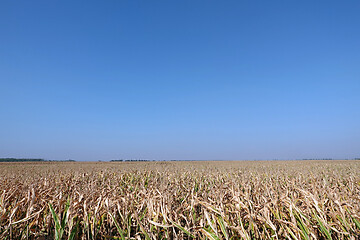 Image showing Corn field with blue sky