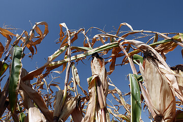 Image showing Corn field with blue sky