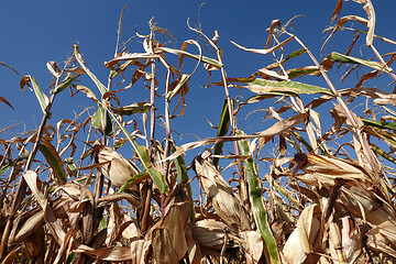 Image showing Corn field with blue sky