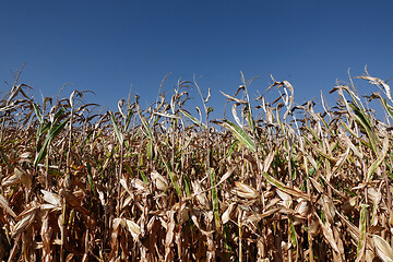 Image showing Corn field with blue sky