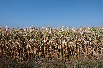 Image showing Corn field with blue sky