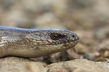 Image showing european slow worm portrait