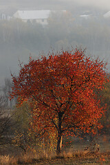 Image showing red tree in autumn season