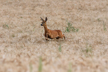 Image showing roe deer doe running in wheat field