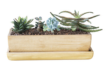 Image showing succulents planted in ceramic pot 