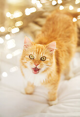 Image showing red tabby cat mewing in bed at home