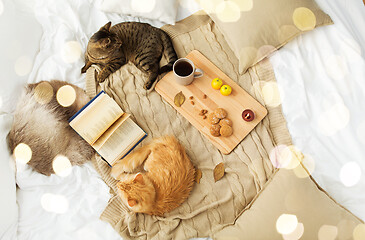 Image showing two cats lying on blanket at home in autumn