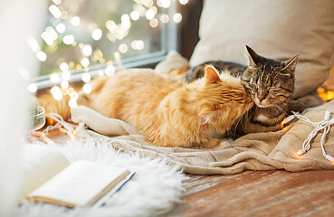 Image showing two cats lying on window sill with blanket at home