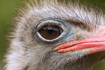 Image showing detail of common ostrich head