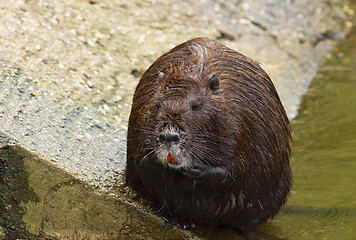 Image showing tranquil coypu at an animal park