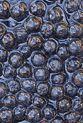 Image showing Aronia Melanocarpa Background