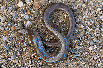 Image showing colorful Anguis colchica male