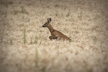 Image showing roe deer doe jumping in wheat field