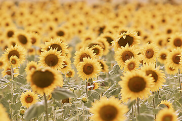 Image showing sunflower textural field view