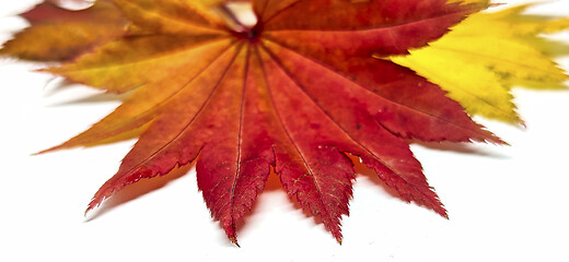 Image showing Colored leaf in autumn