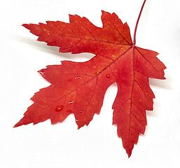 Image showing Colored leaf in autumn