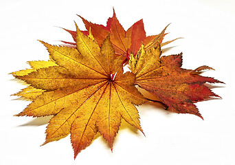 Image showing Colored leaf in autumn