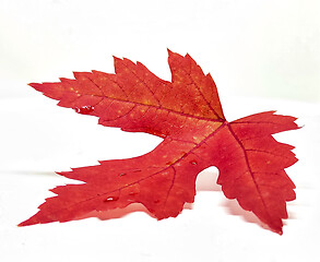 Image showing Colored leaf in autumn
