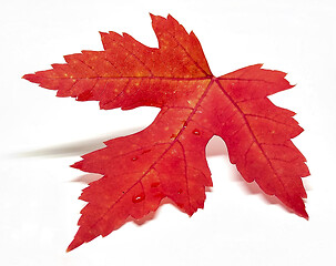 Image showing Colored leaf in autumn