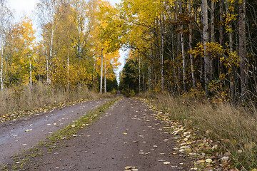 Image showing Dirt road with glowing aspen trees