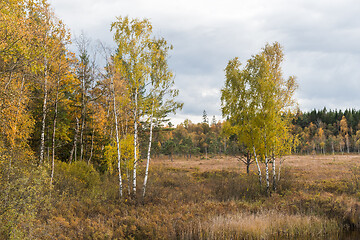 Image showing Marshland in beautiful fall colors