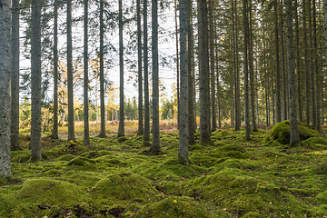 Image showing Moss covered forest ground in a spruce forest