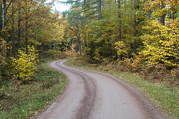 Image showing Curved gravel road in a fall colored forest