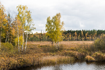 Image showing Fall season in a marshland