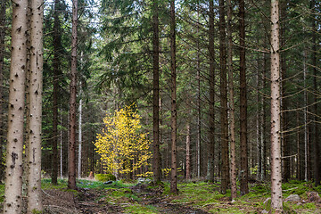 Image showing Glowing birch tree in a spruce forest