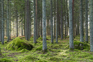 Image showing Green mossy spruce tree forest