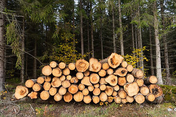 Image showing Woodpile in a spruce forest