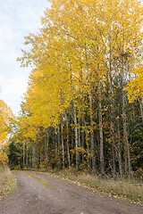 Image showing Glowing aspen trees by roadside