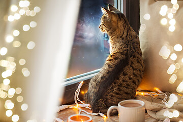 Image showing tabby cat looking through window at home