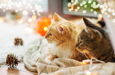 Image showing two cats lying on window sill with blanket at home