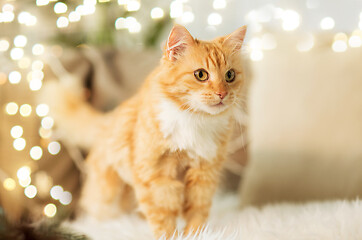 Image showing red tabby cat on sofa with sheepskin at home