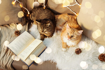 Image showing two cats lying on sofa with book at home