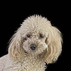 Image showing Apricot Medium Poodle Cutout