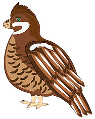 Image showing Timber bird hazel grouse on white background is insulated