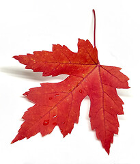 Image showing Colored leaf in autumn