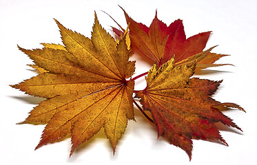 Image showing Colored leaf in autumn