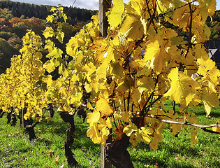 Image showing Vineyard in autumn