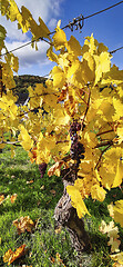 Image showing Vineyard in autumn